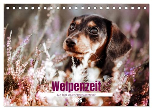 Welpenzeit - Ein Jahr voller spannender Pfotenabenteuer (Tischkalender 2026 DIN A5 quer), CALVENDO Monatskalender: Die Welpenzeit ist unwiderruflich ... für Hundeliebhaber bringen. (CALVENDO Tiere)