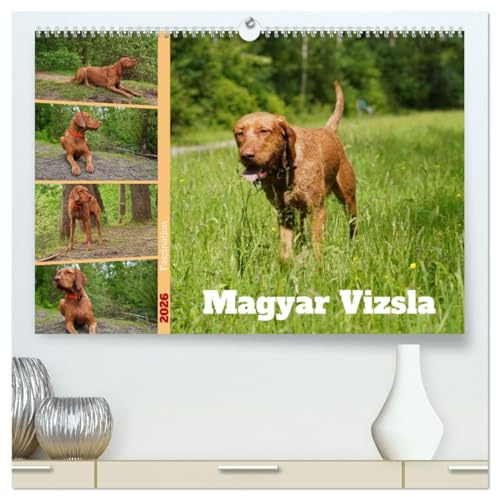 Faszination Magyar Vizsla (hochwertiger Premium Wandkalender 2026 DIN A2 quer), Kunstdruck in Hochglanz: 14 Monate alter Magyar Vizsla Drahthaar im Wald und auf der Wiese (CALVENDO Tiere)