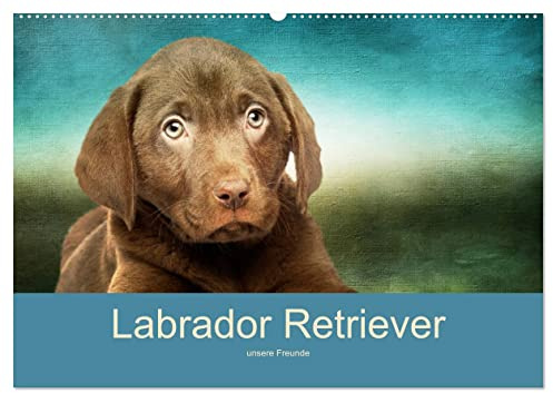 Labrador Retriever unsere Freunde (Wandkalender 2026 DIN A2 quer), CALVENDO Monatskalender: schöne Bilder unserer Labrador Freunde (CALVENDO Tiere)