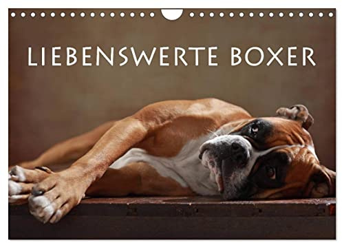 Liebenswerte Boxer (Wandkalender 2026 DIN A4 quer), CALVENDO Monatskalender: Liebenswerte Boxer im Portrait (CALVENDO Tiere)