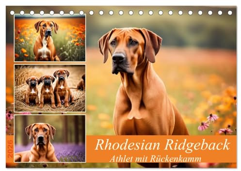 Rhodesian Ridgeback - Athlet mit Rückenkamm (Tischkalender 2026 DIN A5 quer), CALVENDO Monatskalender: Muskelpaket aus Südafrika (CALVENDO Tiere)