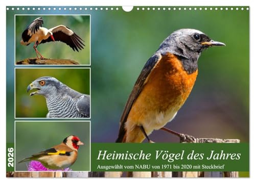 Heimische Vögel des Jahres (Wandkalender 2026 DIN A3 quer), CALVENDO Monatskalender: Steckbriefe ab 1971 vom NABU gewählter Vögel (CALVENDO Tiere)