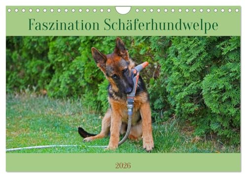 Faszination Schäferhundwelpe (Wandkalender 2026 DIN A4 quer), CALVENDO Monatskalender: Ausgewählte Fotomotive eines Schäferhundwelpen beim Spiel (CALVENDO Tiere)