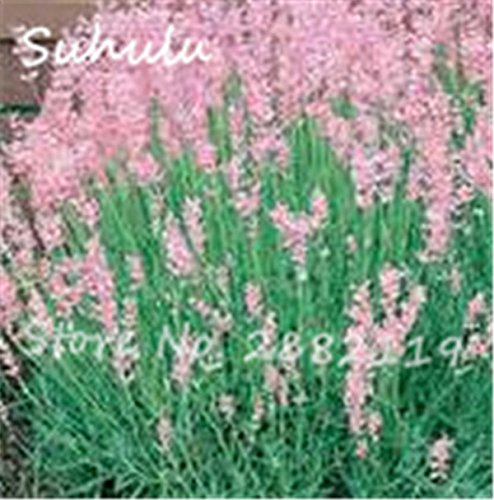 50 Partikel selten Lavendel Samen rosa und weißen schöne Blumensamen Außentür Bonsai für Hausgarten 1 Bepflanzung
