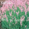50 Partikel selten Lavendel Samen rosa und weißen schöne Blumensamen Außentür Bonsai für Hausgarten 1 Bepflanzung