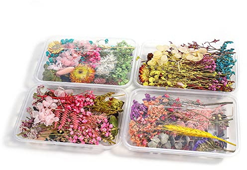 Oenothera 4 Boxen Echte Natürliche Getrocknete Blumen, DIY Natürliche Getrocknet Blumen, Blüten Trockenblumen, für Epoxidharz Oder Wohndekoration, Zufällige Farbe