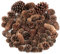 Jangostor 60 Pezzi Pigne Natalizie, Dimensione Multipla Naturali Pigne Decorative Per Decorazione da tavolo Albero di Natale Regali artigianali Ringraziamento