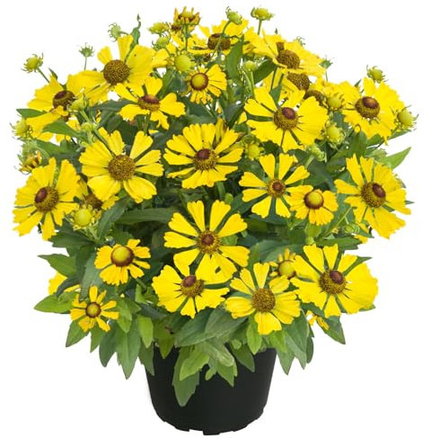 Sonnenbraut 'Helias Yellow' gelb, Höhe 80 cm, Topf 3 Liter