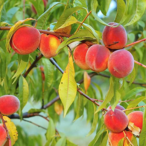 Pfirsichbaum 10 Obst Planzen Pfirsichbaum Kaufen ObstbäUme Gartenpflanzen Winterhart MehrjäHrig Garten Geschenke FüR Frauen Pflanzen Samen Indoor Pfirsichbaum Winterhart