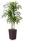 VeriNatural Drácena Artificial 150 cm - Planta Artificial Grande con Hojas Ajustables, Protección UV, Maceta Marrón Cónica Plantas - Decorativas para Hogar, Oficina, Jardín e Interior Exterior, VN127