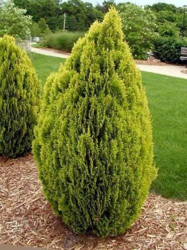 10 Samen von Thuja orientalis Aurea Goldenen Oriental Lebensbaum