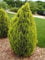 10 Samen von Thuja orientalis Aurea Goldenen Oriental Lebensbaum