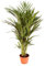 Planta natural Areca (Maceta 4 litros)