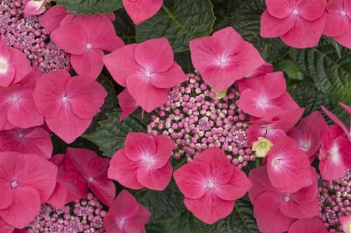 Hydrangea macrophylla 'Kardinal' 40-60 cm – Winterhart, Mehrjährig, Pflegeleicht – Bauernhortensie – Blütenstrauch für Beet & Kübel