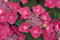 Hydrangea macrophylla 'Kardinal' 40-60 cm - Bauernhortensie, rote Blüten, Blütezeit Juni-September, ideal für Kübel und Beete, pflegeleicht und winterhart