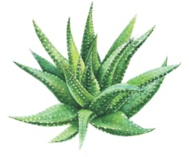 Agave Plant Notebook Journal Blank Wide Ruled Pages Paper Composition Book Daily Planner Notes