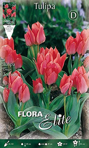 Tulpenzwiebeln, mehrblühend, Toronto, 10 Stück