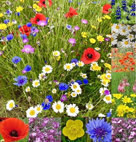 Wild Flower Cottage Garden Bee & Butterfly Fragrant Perennial Plant Mix Wild Flower Seeds 25g - 200g (Tri-Mix, 100g)