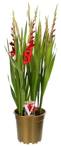 Gladiolo - Planta Bulbosa de Exterior con Flor Fácil de Cuidar y Riego Moderado