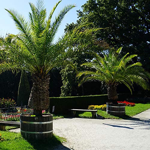 Phoenix Palm Tree Drought Tolerant Evergreen Palm Tree Canary Island Date Exotic Tropical Spiked Foliage 1 x Phoenix Canariensis Palm in 1.5L Pot by Thompson & Morgan (1)