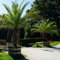 Phoenix Palm Tree Drought Tolerant Evergreen Palm Tree Canary Island Date Exotic Tropical Spiked Foliage 1 x Phoenix Canariensis Palm in 1.5L Pot by Thompson & Morgan (1)