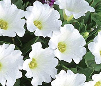 Chilenische Glockenblume-White-50 Samen Bodendecker Blumen