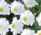 Chilenische Glockenblume-White-50 Samen Bodendecker Blumen