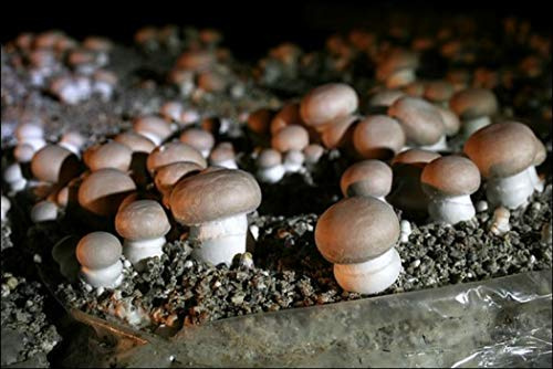 Mycélium de Champignons de Paris Bruns Kultur-Set für Pilze 15 ml/50 ml (Tube, 50 ml)
