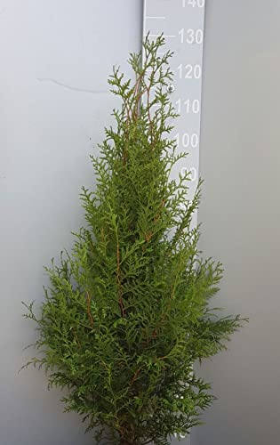 30 Thuja Brabant 80-100cm ohne Topf gemessen frisch vom Feld Gartenhecke Heckenpflanzen Immergrüner Lebensbaum