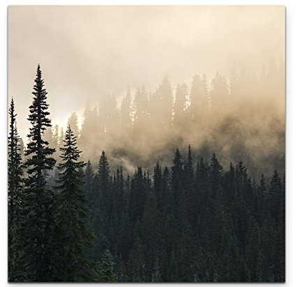 Eau Zone Wandbild auf Leinwand 60x60cm Wald im Nebel