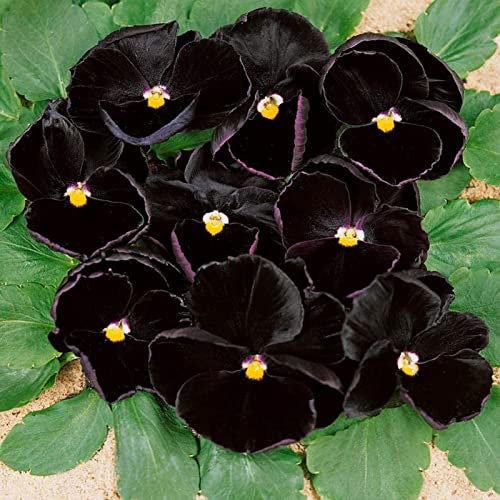 Haloppe 100 piezas de semillas de plantas de flores de pensamiento negro para plantar en el jardín del hogar, semillas de flores de pensamiento negro semillas de flores de fragancia para patio Negro