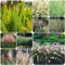15 pcs ziergräser winterhart mehrjährig ziergras samen - pflanzensamen Miscanthus sinensis,Seltene Pflanzen serie, winterfeste pflanzen für kübel luftreinigende zimmerpflanzen