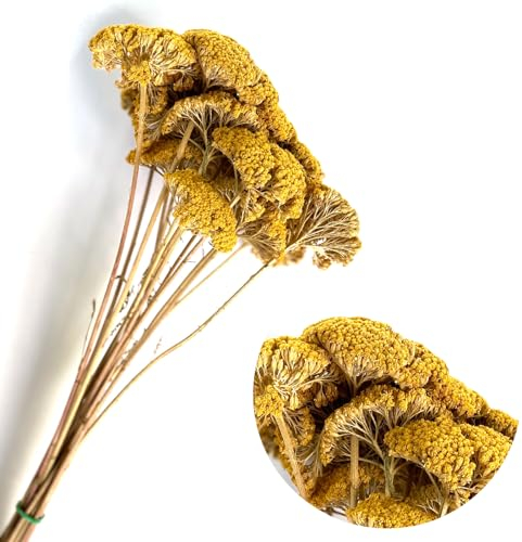 Schafgarbe/Achillea gelb natur | ca. 20 Dolden | große Köpfe für Maßstäbe 1:50 bis 1:500 | Architektur Modellbau Basteln Dioramen Parker Bäume Sträucher Landschaft Wälder