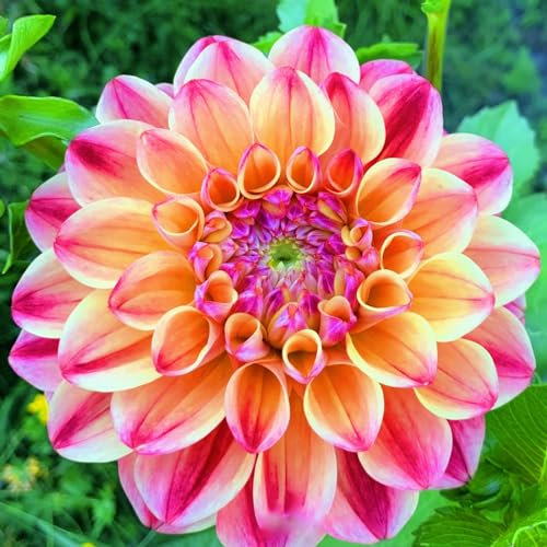 Bulbi Di Dalia-Bulbi Di Dalia,Bulbi Di Dalia Gigante,Tubero Della Dalia,Bulbi Dalia Perenni,Bulbi Di Piante,Fiori Da Giardino,Bulbi Di Zinnia-10Bulbi-d