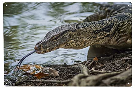 artboxONE Metall-Poster 20x30 cm Natur Monitor Lizard von Künstler Manjik
