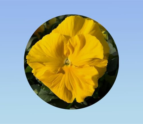 200 graines pensée jaune sans macule - Viola x wittrockiana - plante ornementale - white - pensée rare sans macule