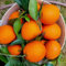 saftorangen bio orangen samen, Orangenbaum samen stauden baum samen obstpflanzen Premium hohe Keimrate Bergpflanzung Obstbaugebiet Apfelsine zwergobstbaum, obstbaum baumsamen obst 8pcs