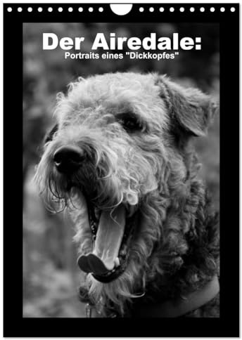 Der Airedale: Portraits eines Dickkopfes (Wandkalender 2026 DIN A4 hoch), CALVENDO Monatskalender: Der liebenswerte Airedale hat viele ... möchte keinen anderen mehr! (CALVENDO Tiere)
