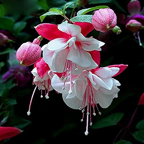 Fuchsiensamen Fuchsien samen Seltene Pflanzen serie - flower garten geschenke für frauen blumenwiese blumendeko blumen garten wiesenblumen blumensamen balkon hängepflanzen winterhart 150Stück