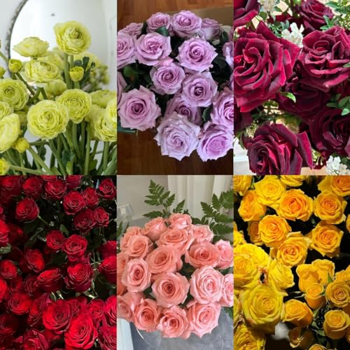 100 pcs Rosensamen frühlingsblumen, winterharte kübelpflanzen Rosensamen Zum Pflanzen gartenblumen, winterharte pflanzen für garten bloom winterharte stauden bio saatgut, samen geschenk