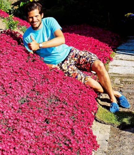 BALDUR Garten 18x Bodendecker-Nelke Vivid®, Pflanzen im 9x9 cm-Topf | Polsterstaude Gartennelke, mehrjährig, pflegeleicht, Wasserbedarf gering, blühend, Dianthus Hybride, winterhart