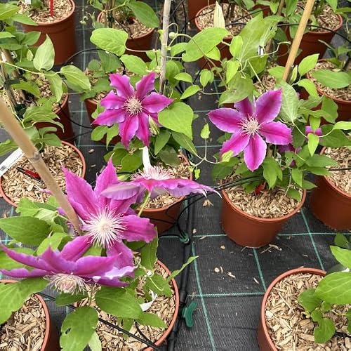 AMDGarden Pianta di Clematide Clematis Ernest Markham Fiore Rosso Rampicante Vaso 18cm