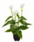 Artificial Plants Flowers, Real Touch Fake Calla Lily Plant Greenery Shrubs Silk Flower for Wedding Bridle Bouquet Indoor Outdoor Home Kitchen Office Table Decor- Artificial Potted Plant White