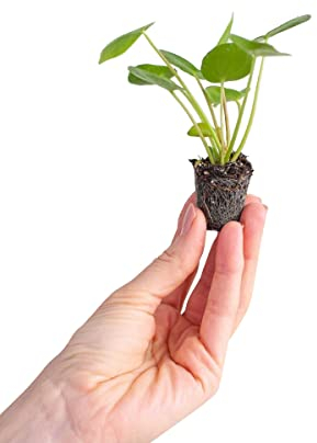 PLNTS - Baby Pilea Peperomioides Pfannkuchenpflanze - Zimmerpflanze - Ufopflanze - Echte Pflanzen für Drinnen - 2cm Stecklinge - Höhe 15cm
