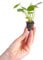 PLNTS - Baby Pilea Peperomioides Pfannkuchenpflanze - Zimmerpflanze - Ufopflanze - Echte Pflanzen für Drinnen - 2cm Stecklinge - Höhe 15cm