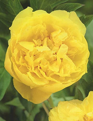 Pfingstrose Yellow Crown Paeonia 1 Wurzelstück mit Augen Rarität