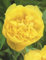 Pfingstrose Yellow Crown Paeonia 1 Wurzelstück mit Augen Rarität