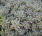 20 semi di sedum succulenta