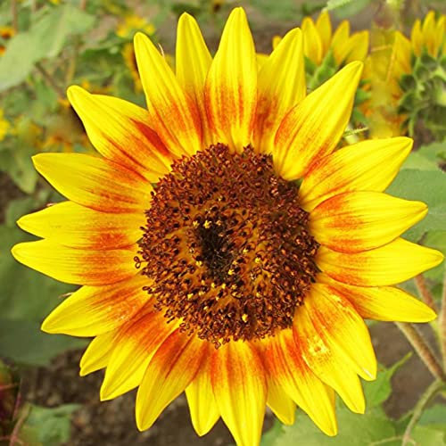50 pièces Graine de Tournesol a Planter, Graines Fleurs à Semer, Graine a Planter, Graines Non-OGM de Fleurs Anciennes pour Jardin et Balcon (Jaune)