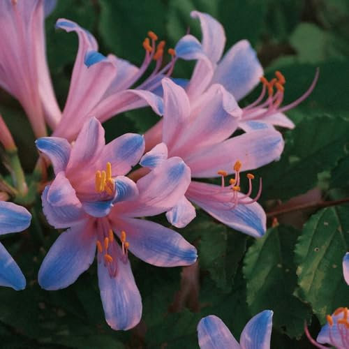 bulbi di giglio ragno - lycoris radiata - piante rare, fiori da balcone bulbi rossa piante resistenti per il giardino, fiori da balcone piante da giardino resistenti perenni 8pcs